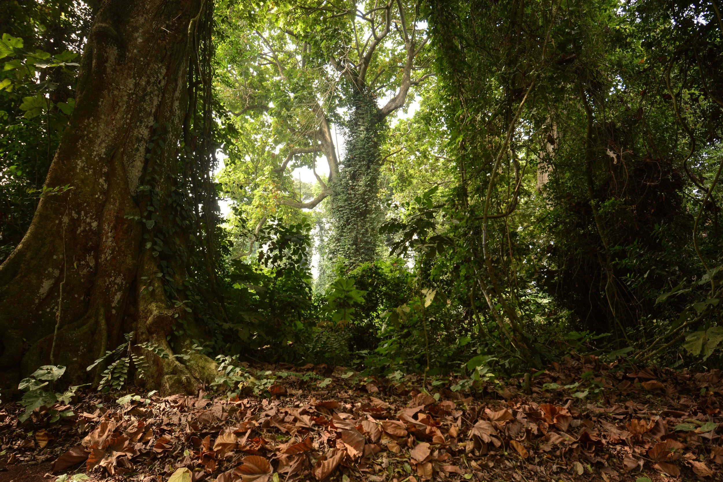 foret-4253.jpg