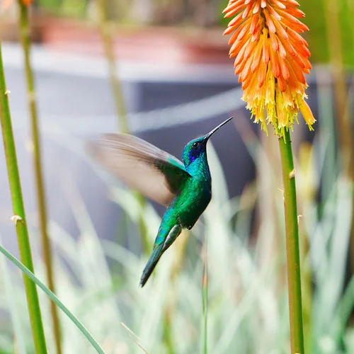 Hummingbirds embody lightness of being, lifting up negativity, swiftness, adaptability, resiliency, and bringing playfulness and joy to life. This is the perfect symbol for the role of counseling, coaching and education!