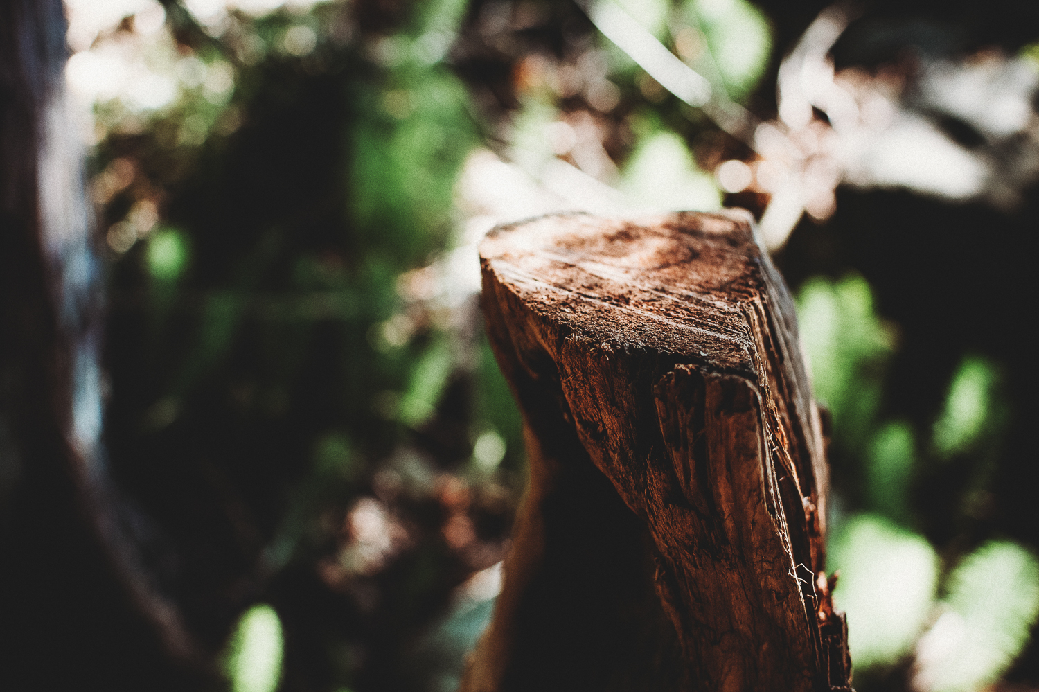 Pender Island Photographer - Amber Briglio Photography - the heart of pender project part 2 (1 of 45).jpg