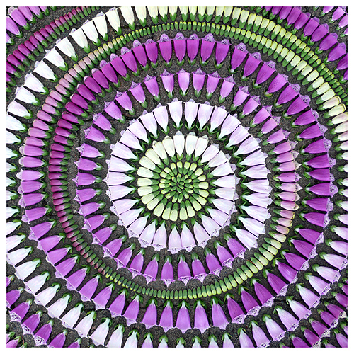 Essence of Foxglove