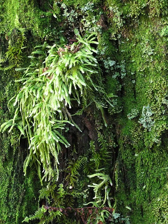 Into the Woods