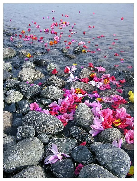 From the Cherry Tree to the Sea