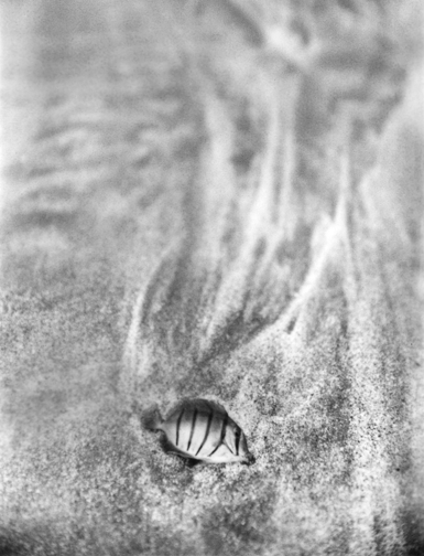 "Stray"