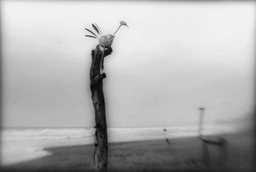"Stick Zoo"