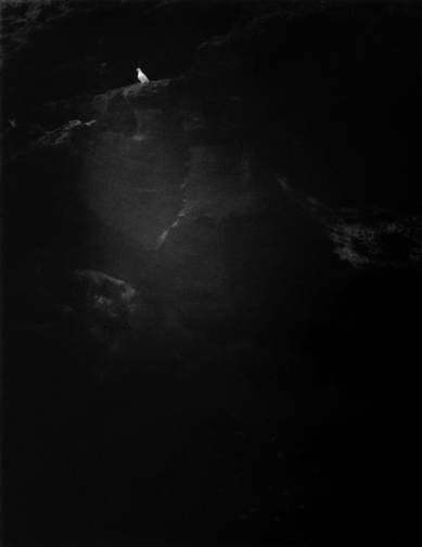 "A Bird"