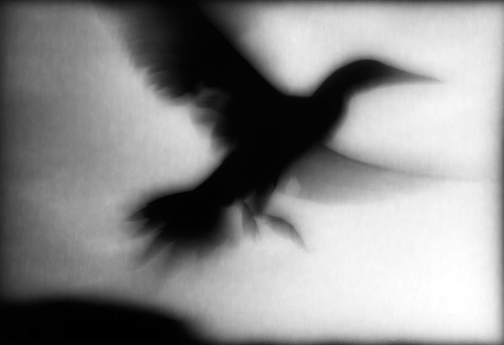 "Soar"