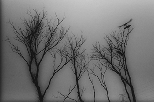"Three Birds"