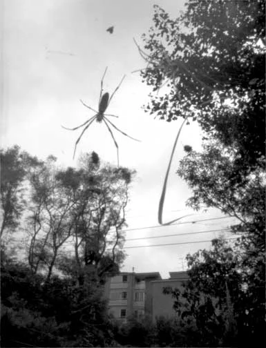 "A spider, Seoul"