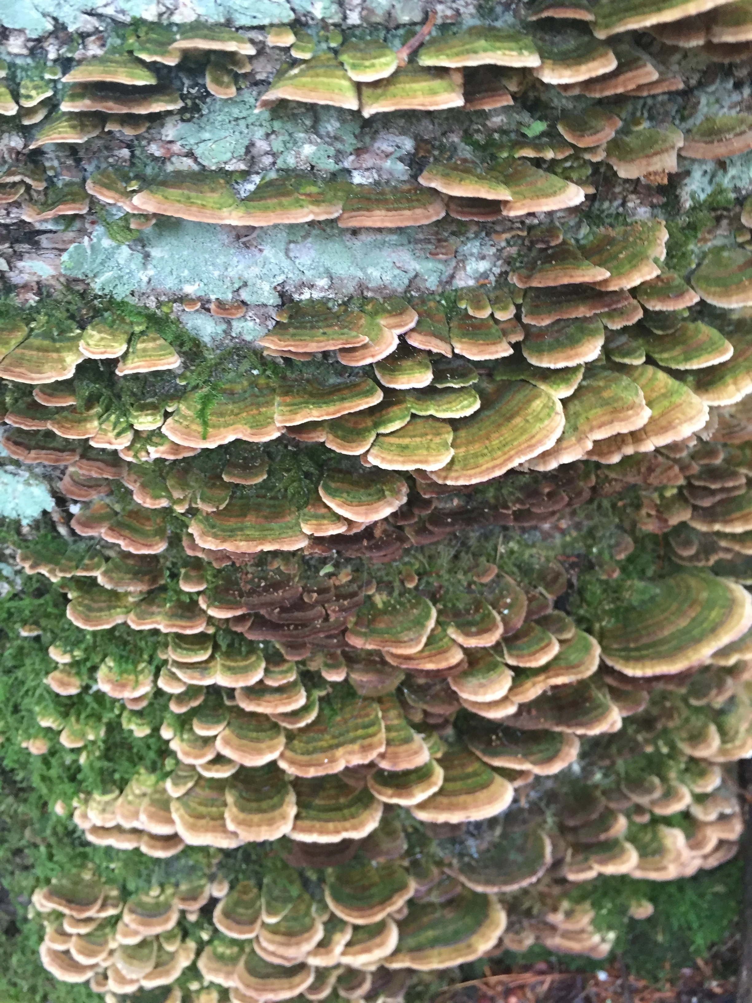 Behold the exquisite in the Adirondacks. A study in green and the sublime.