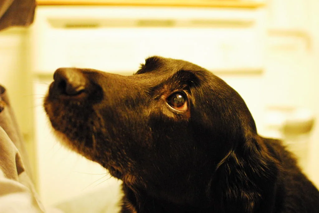 Five Years With a Dog