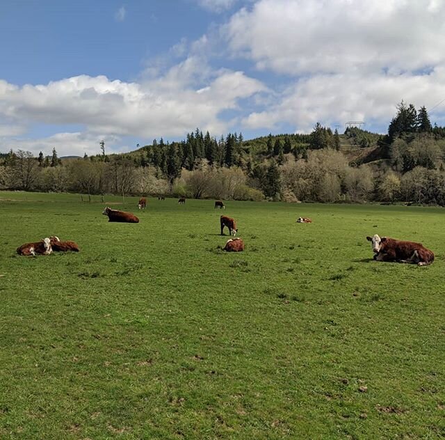 Sunshine and nap time 😴

#herefordcattle #hereford #calf #spring #cow #beef #pnw