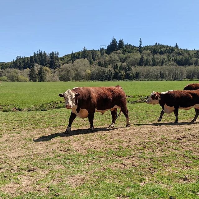 🌲🌲🌲
#herefordcattle #hereford #polledhereford #beef #livestock #pnw #agriculture