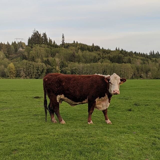 #herefordcattle #hereford #polledhereford #summer #pnw #beef #agriculture