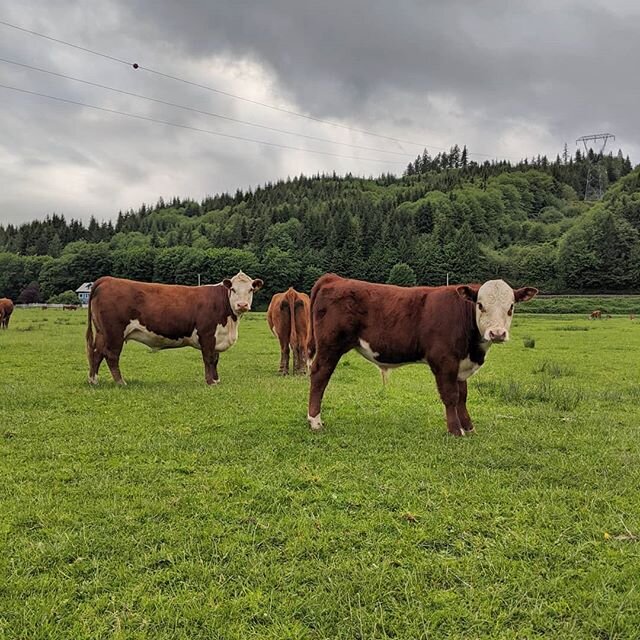 #hereford #polledhereford #cow #beef #farm #pnw #bull #heifer