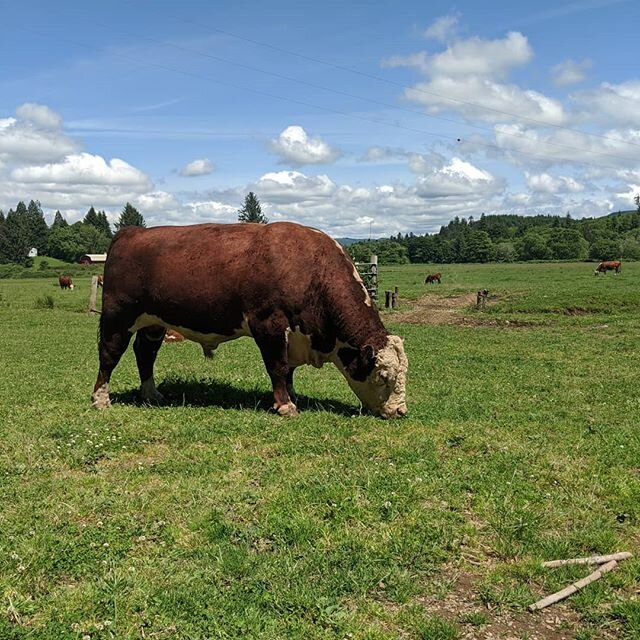 #hereford #polledhereford #cow #calf #farm #pnw #WA #washington #agriculture #beef #livestock