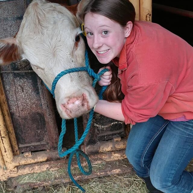 #hereford #polledhereford #cow #calf #farm #pnw #WA #washington #agriculture #beef #livestock