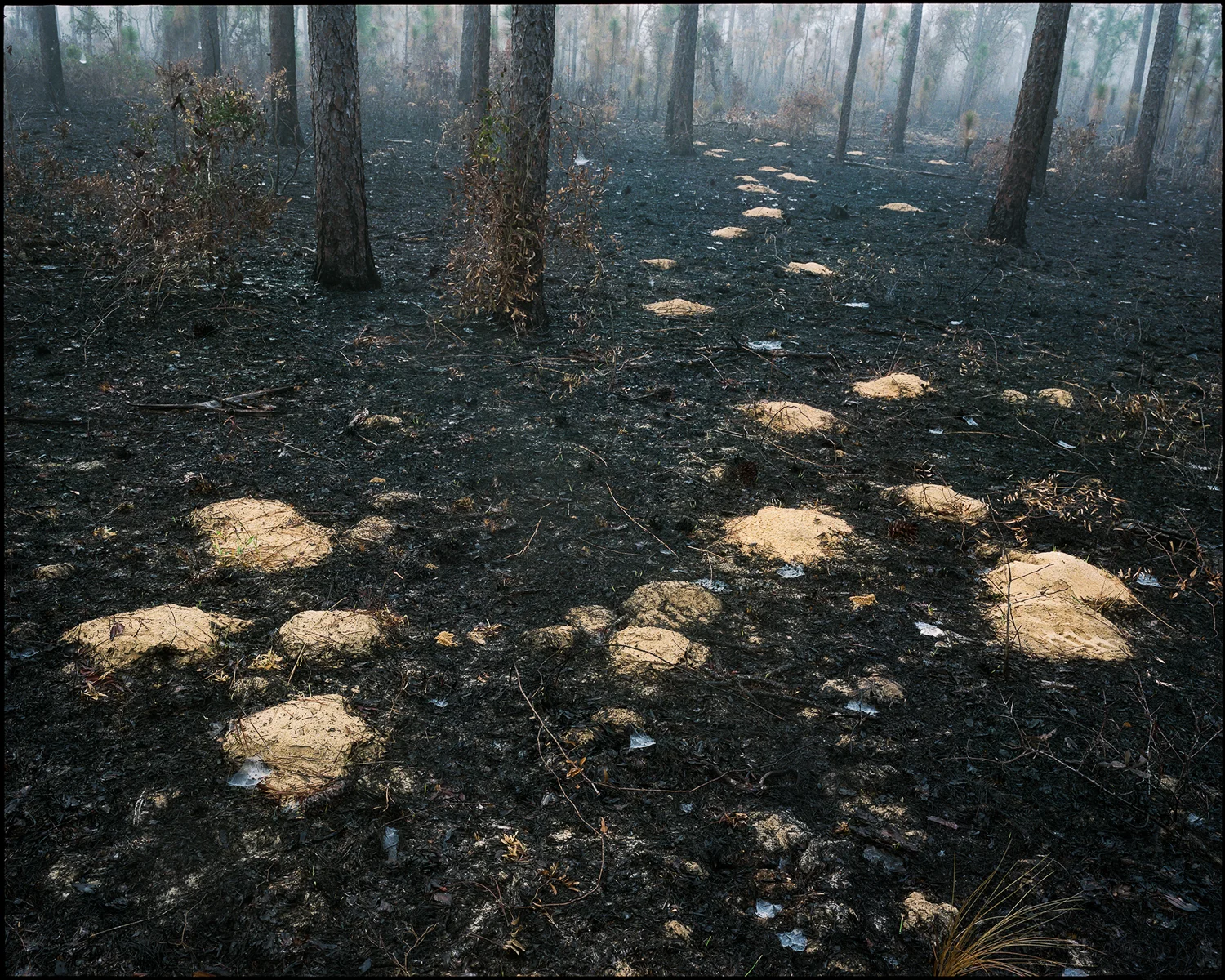 #1 (burn) Okaloosa County, Florida 2012