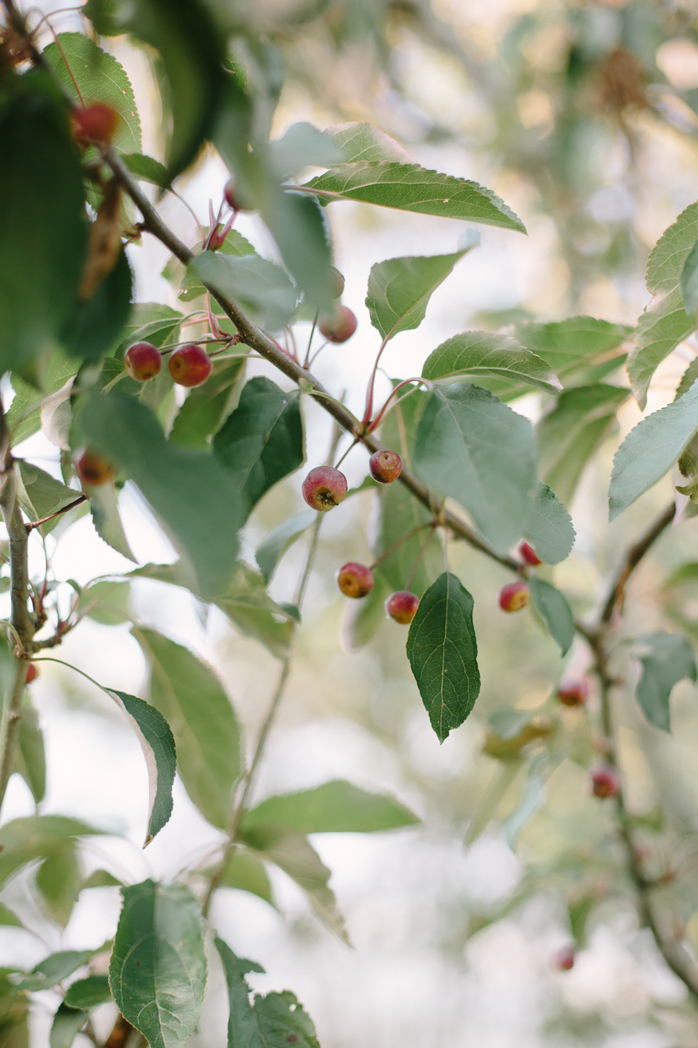 SarahMattozziPhotography-BackyardWedding-GoochlandVA-94.jpg