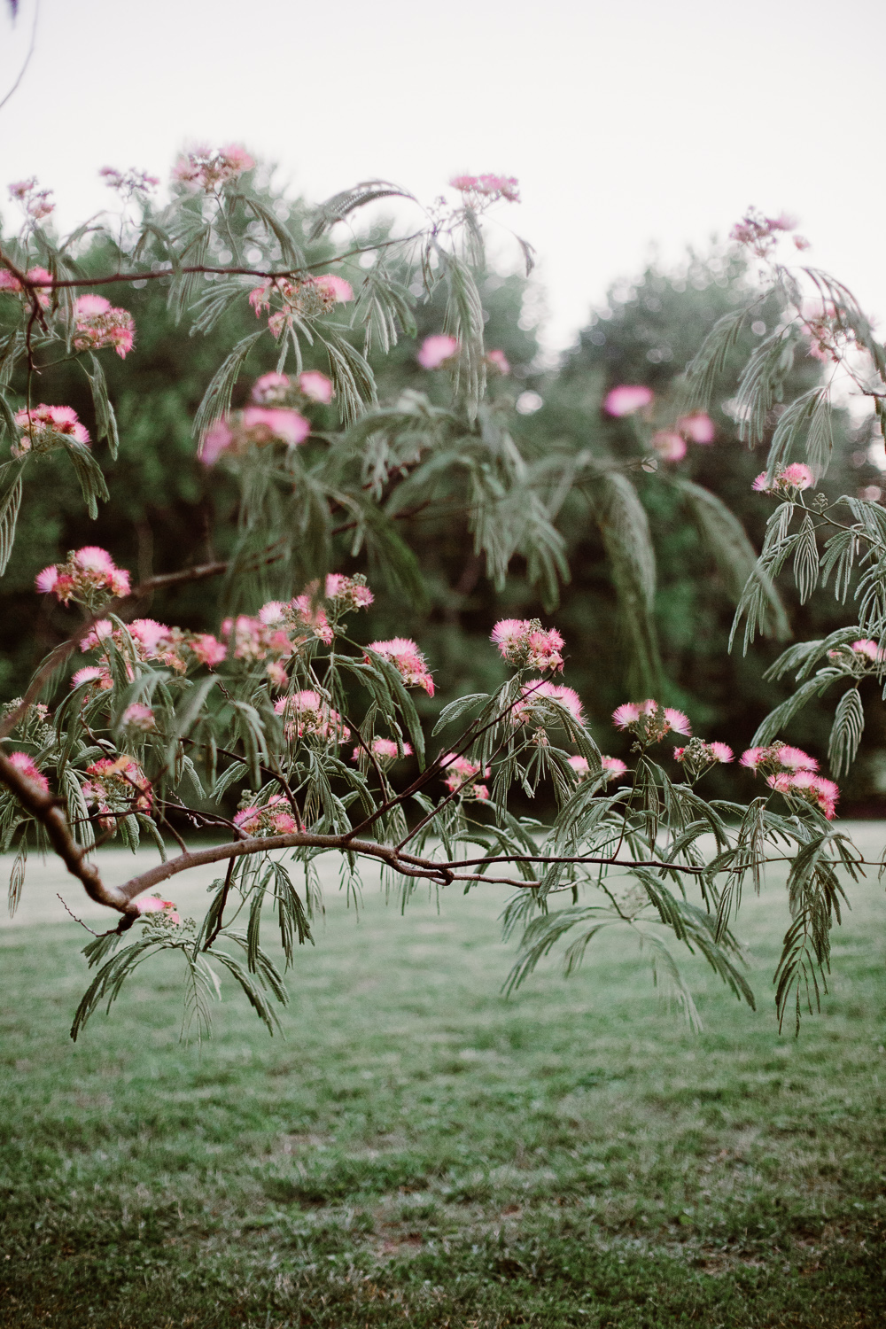 SarahMattozziPhotography-BackyardWedding-GoochlandVA-119.jpg