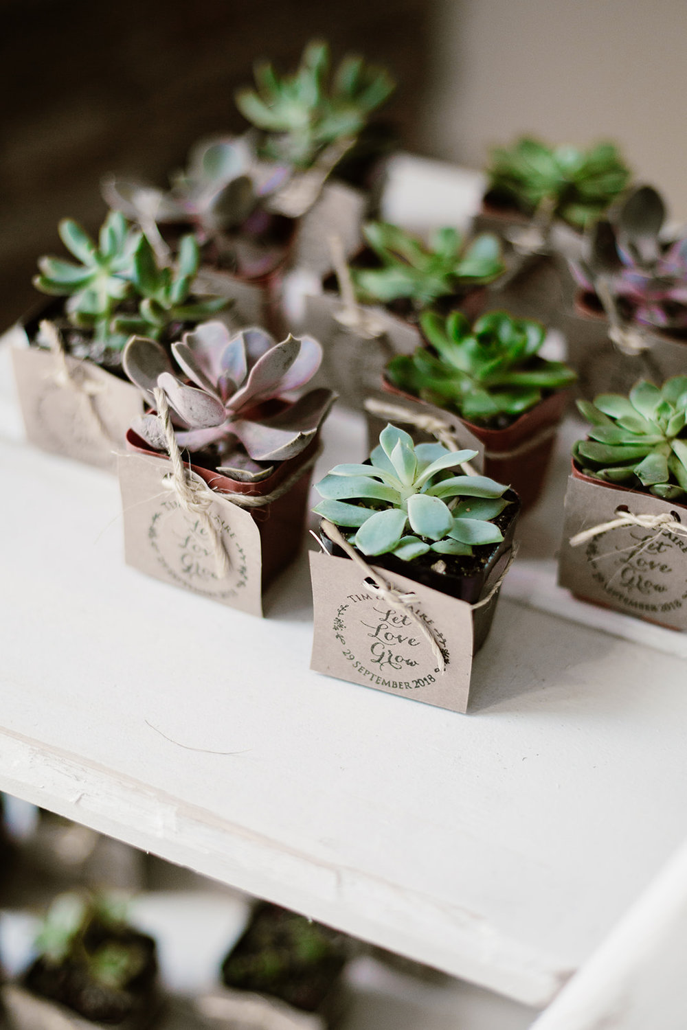  Succulent wedding favors | Intimate Wedding | Fredericksburg, VA | Sarah Mattozzi Photography 