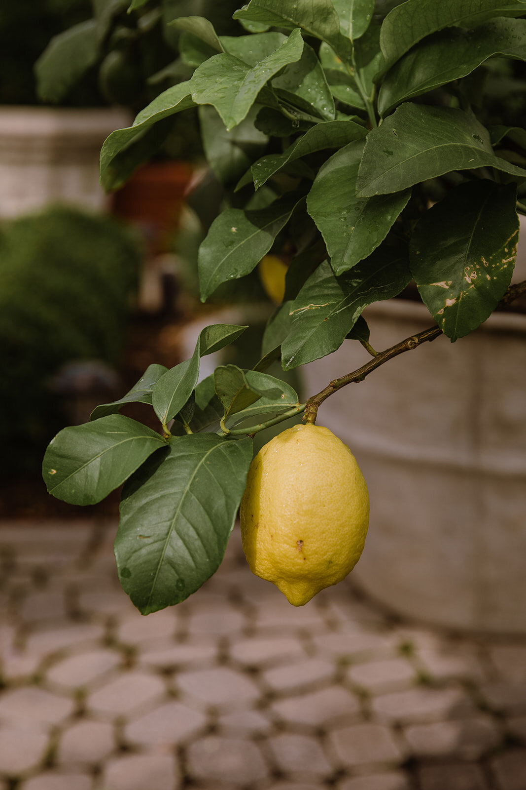  Lemon tree. Intimate Italian villa elopement at Monteventoso in Madison, Virginia. 