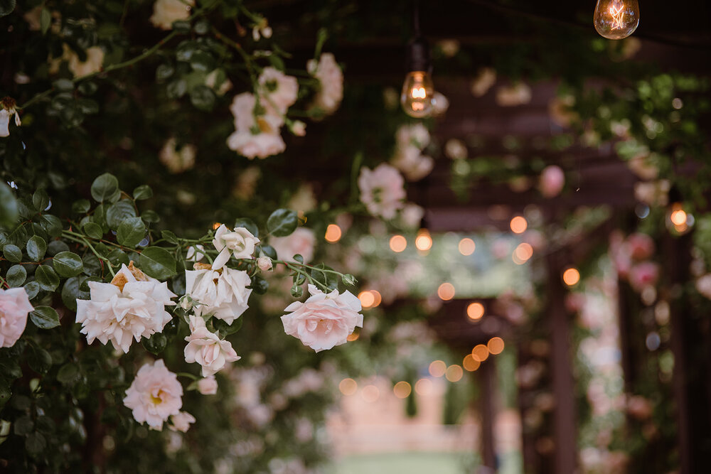  Roses with twinkly lights. Intimate Italian villa elopement at Monteventoso in Madison, Virginia. 