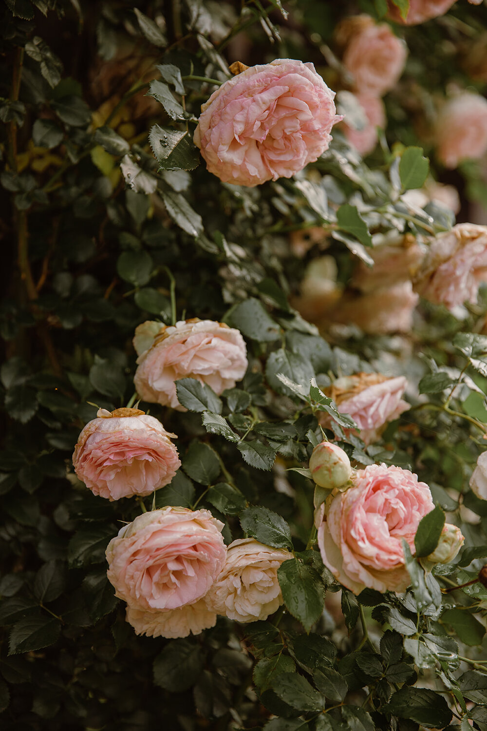  Climbing roses. Intimate Italian villa elopement at Monteventoso in Madison, Virginia. 