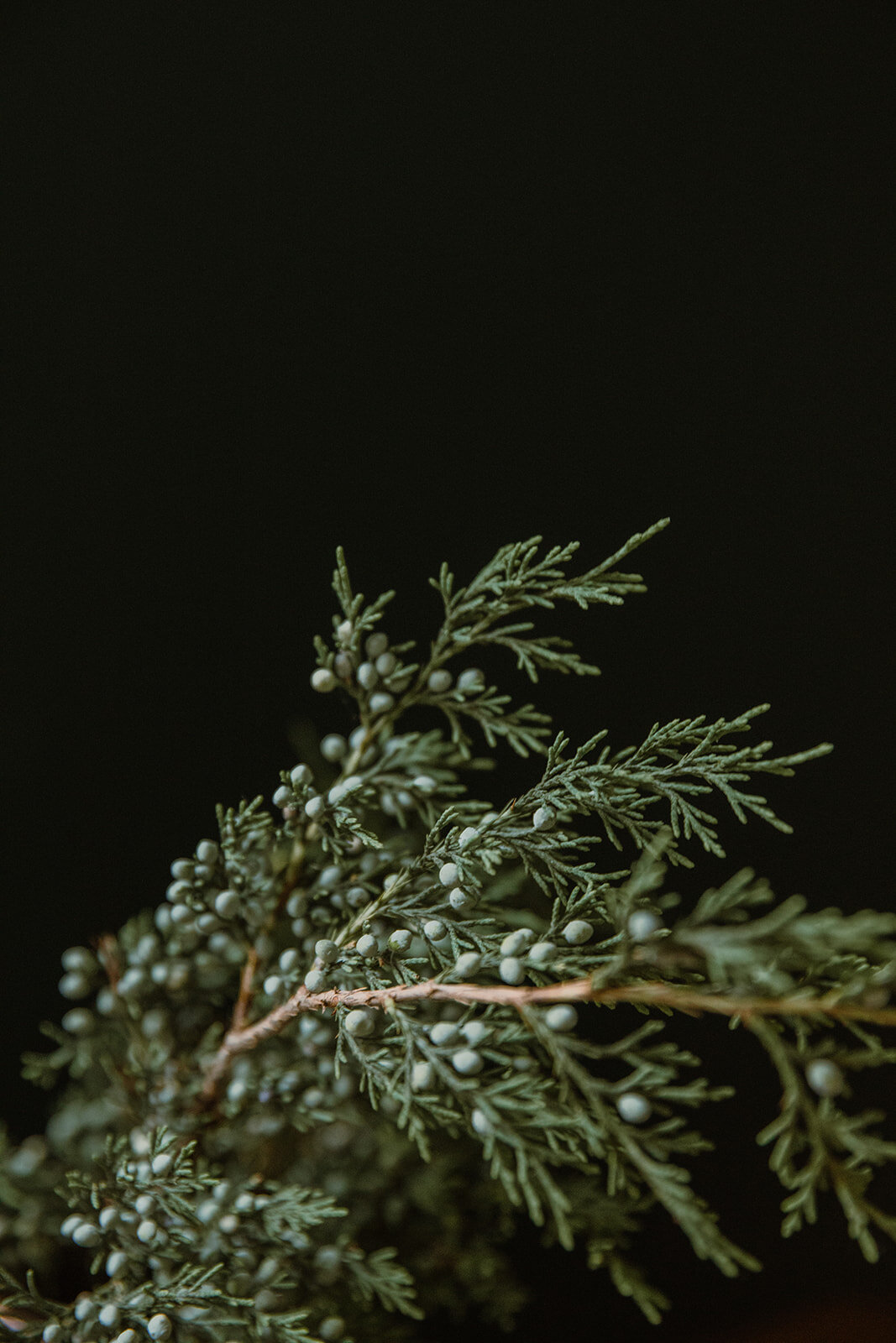  Fresh juniper berries | Be Mindful Skincare | Sarah Mattozzi Photography 