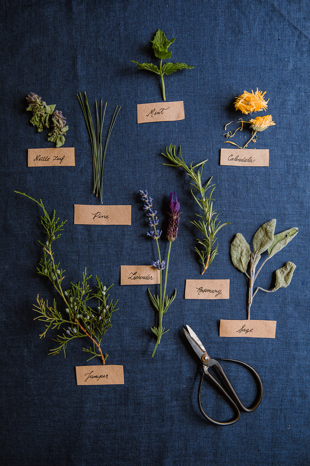  Labelled plants in botanical illustration format | Be Mindful Skincare | Sarah Mattozzi Photography 