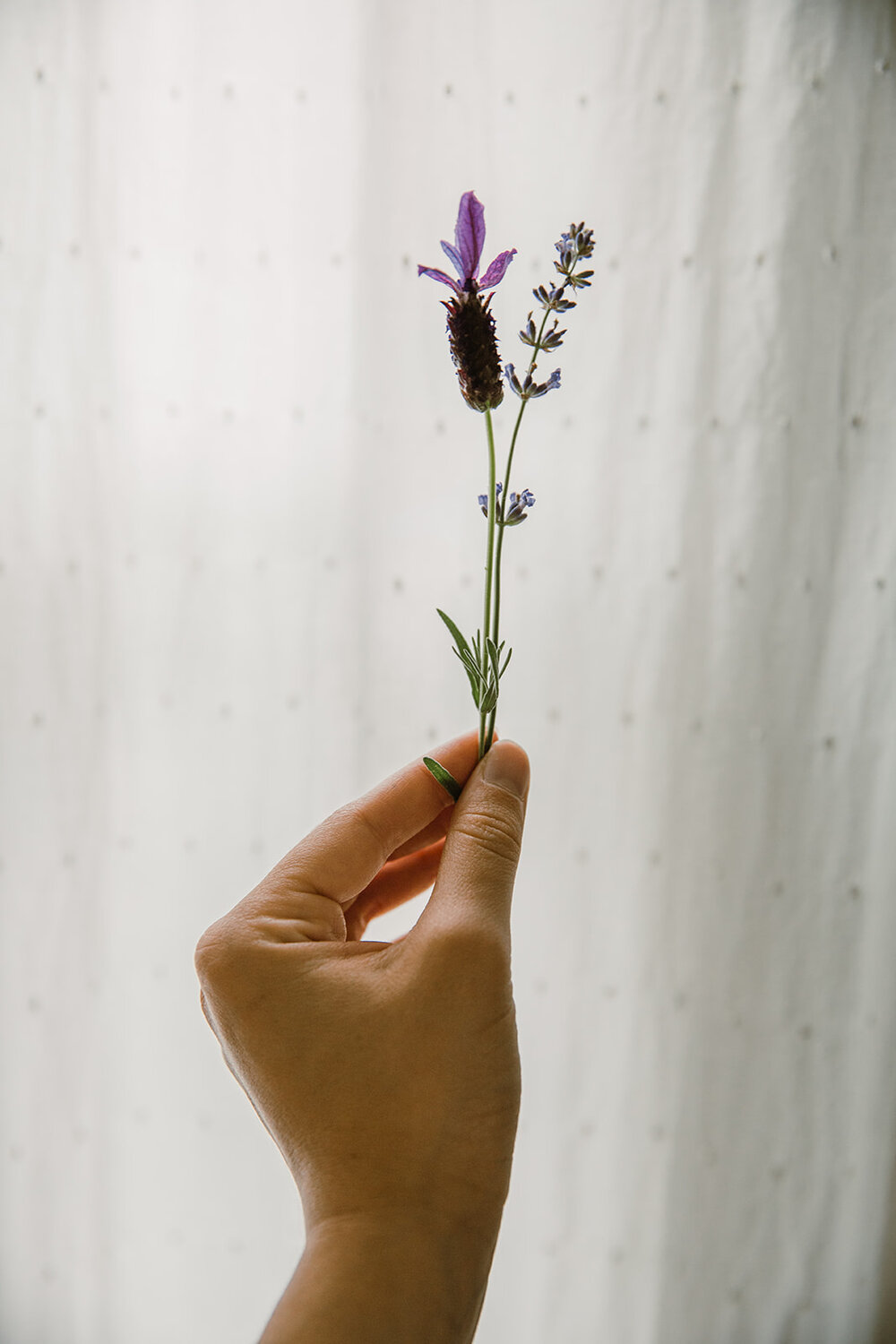  Fresh picked french lavender | Be Mindful Skincare | Sarah Mattozzi Photography 