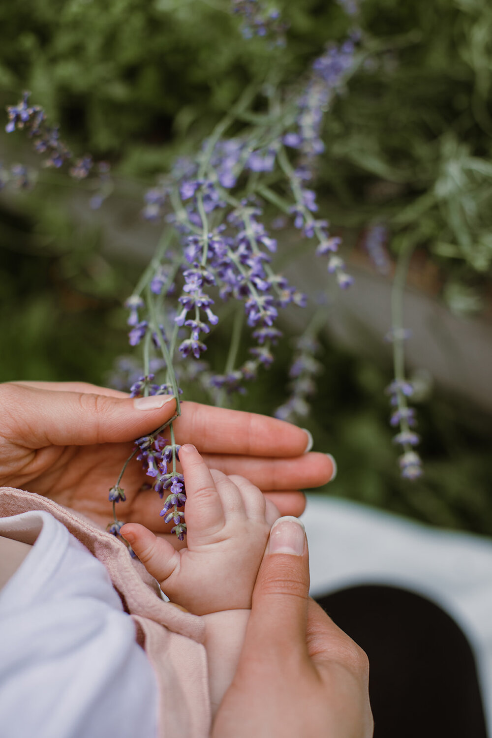  Mother holding baby’s hand with lavender | Be Mindful Skincare | Sarah Mattozzi Photography 