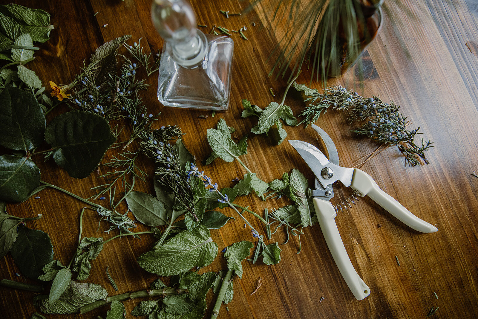  Fresh cut herbs | Be Mindful Skincare | Sarah Mattozzi Photography 