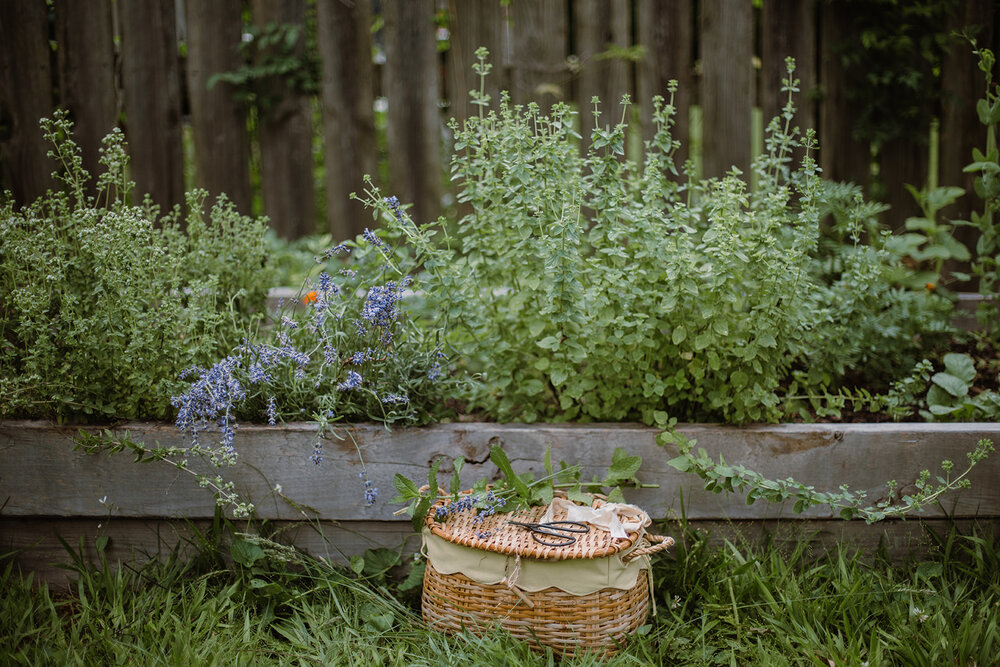  Picking lavender and herbs | Be Mindful Skincare | Sarah Mattozzi Photography 