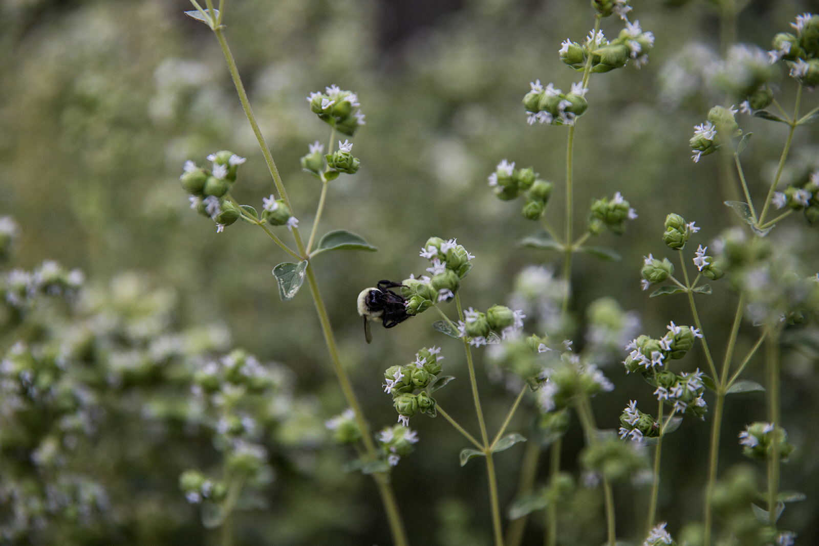  Bee among oregano flowers | Be Mindful Skincare | Sarah Mattozzi Photography 