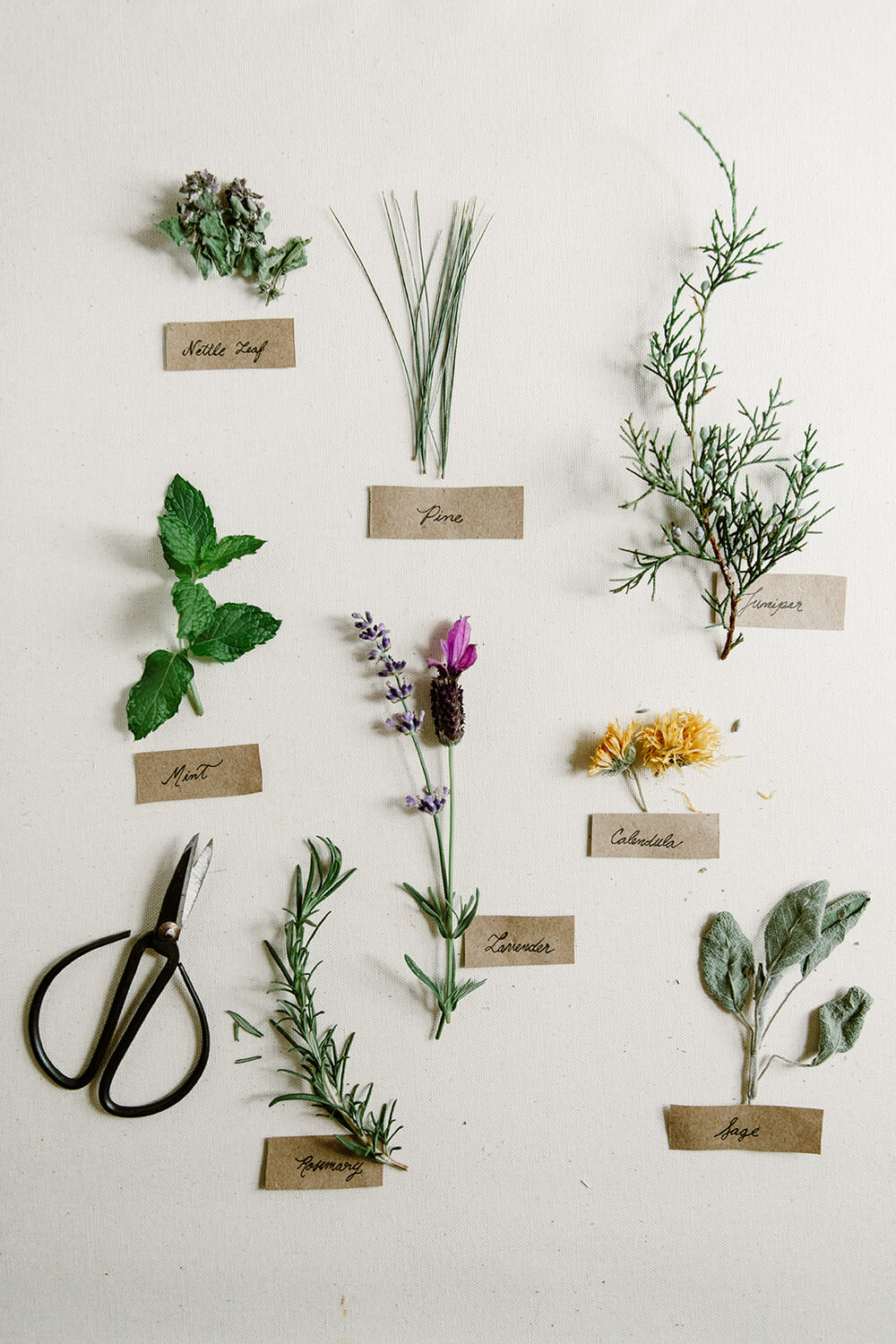  Labelled botanical plants | Be Mindful Skincare | Sarah Mattozzi Photography 