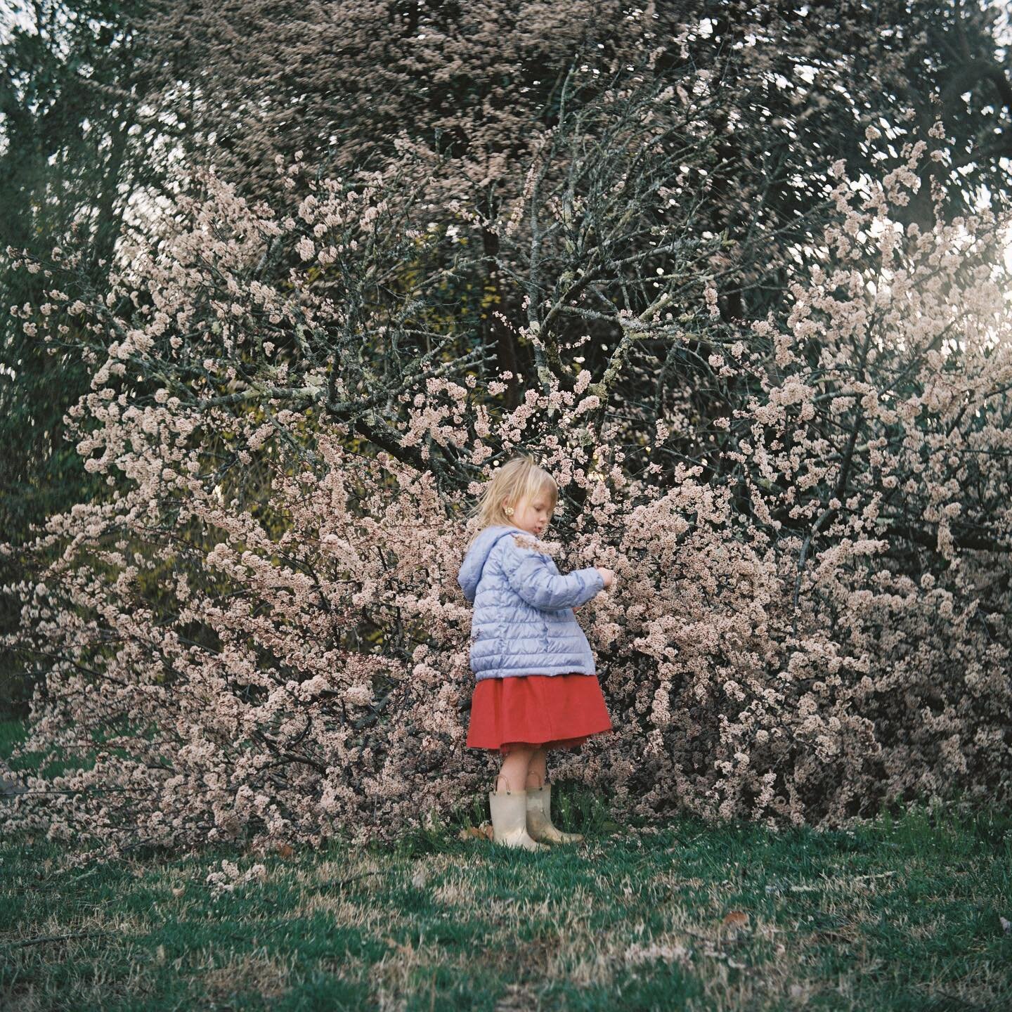 Some personal film from the day our neighbor&rsquo;s beautiful tree fell in our yard. 🌸❤️&zwj;🩹

Film lab: @photovisionprints