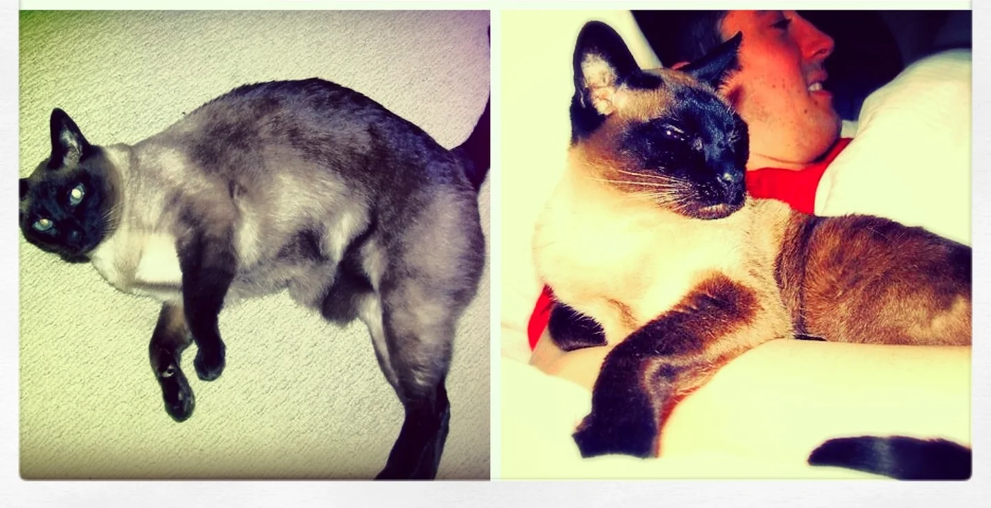 Luna 1996-2013