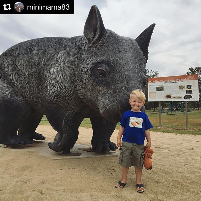 #Repost @minimama83 with @get_repost
・・・
🌾 sadly this was the only wombat we saw on our travels 🌾

But he was still pretty cute. Archie was pretty keen to check him out and give him a pat, but not so keen on climbing up for a ride 🙈

#thallon #wom