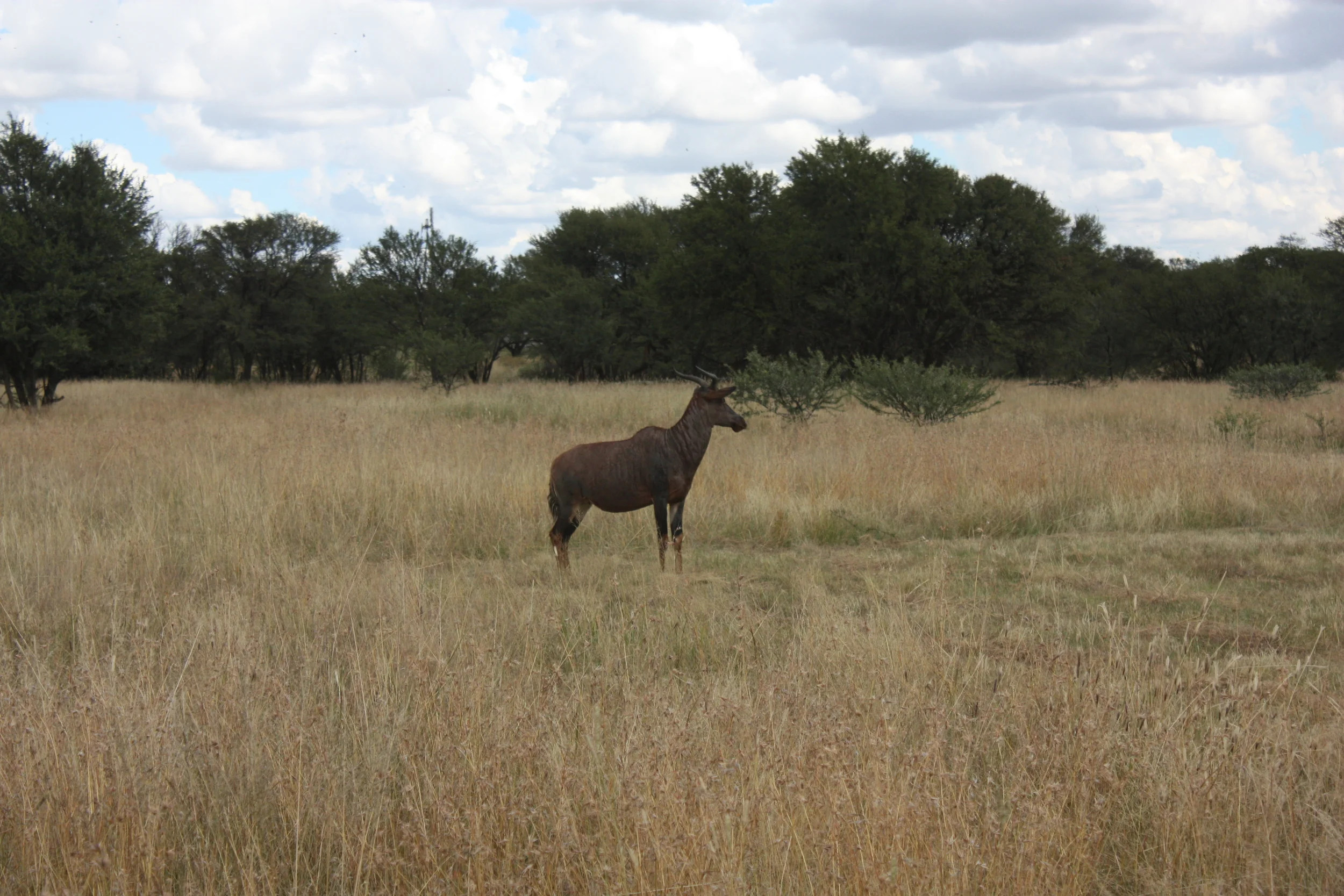 April 16, 2014. Laai Tsessebes af by Leeufontein (13) .JPG