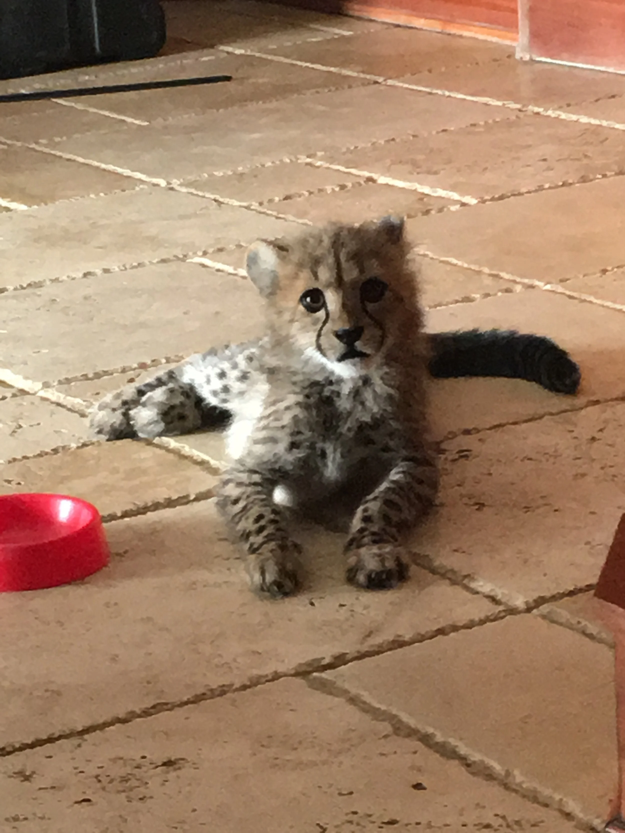 Cheetah young