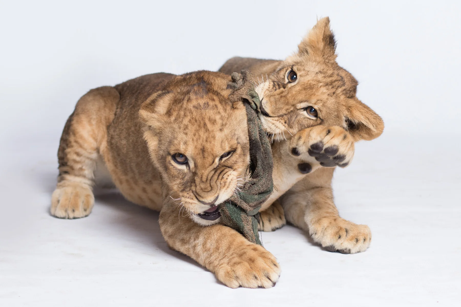 Second photo of the latest cubs.