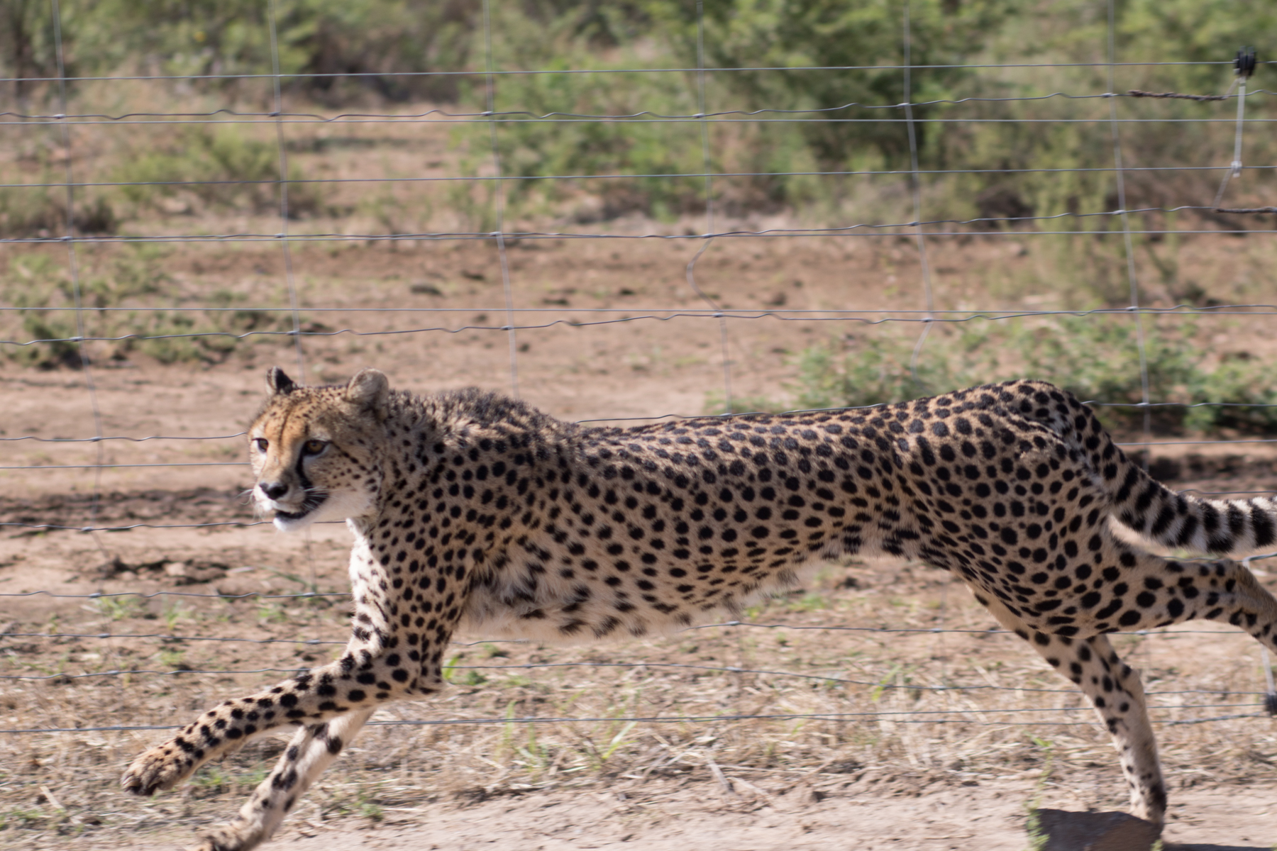 Jan. 16, 2016. Cheetahs (7) - Copy.jpg