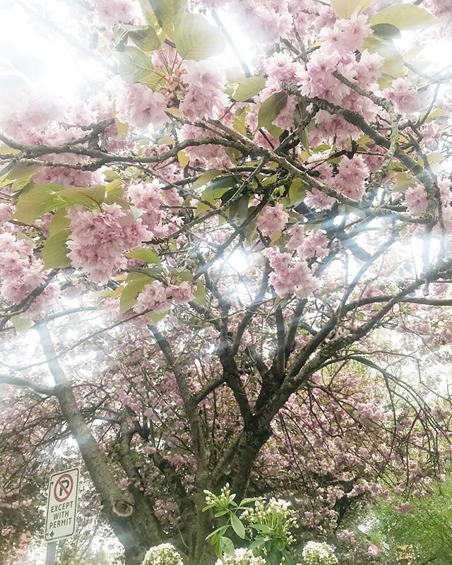 In these strange days when a walk for groceries is a quiet adventure, these trees on my street took my breath away. I looked up and pink petals were fluttering down, all around, like a dream that belonged to a time before this quarantine. I don&rsquo