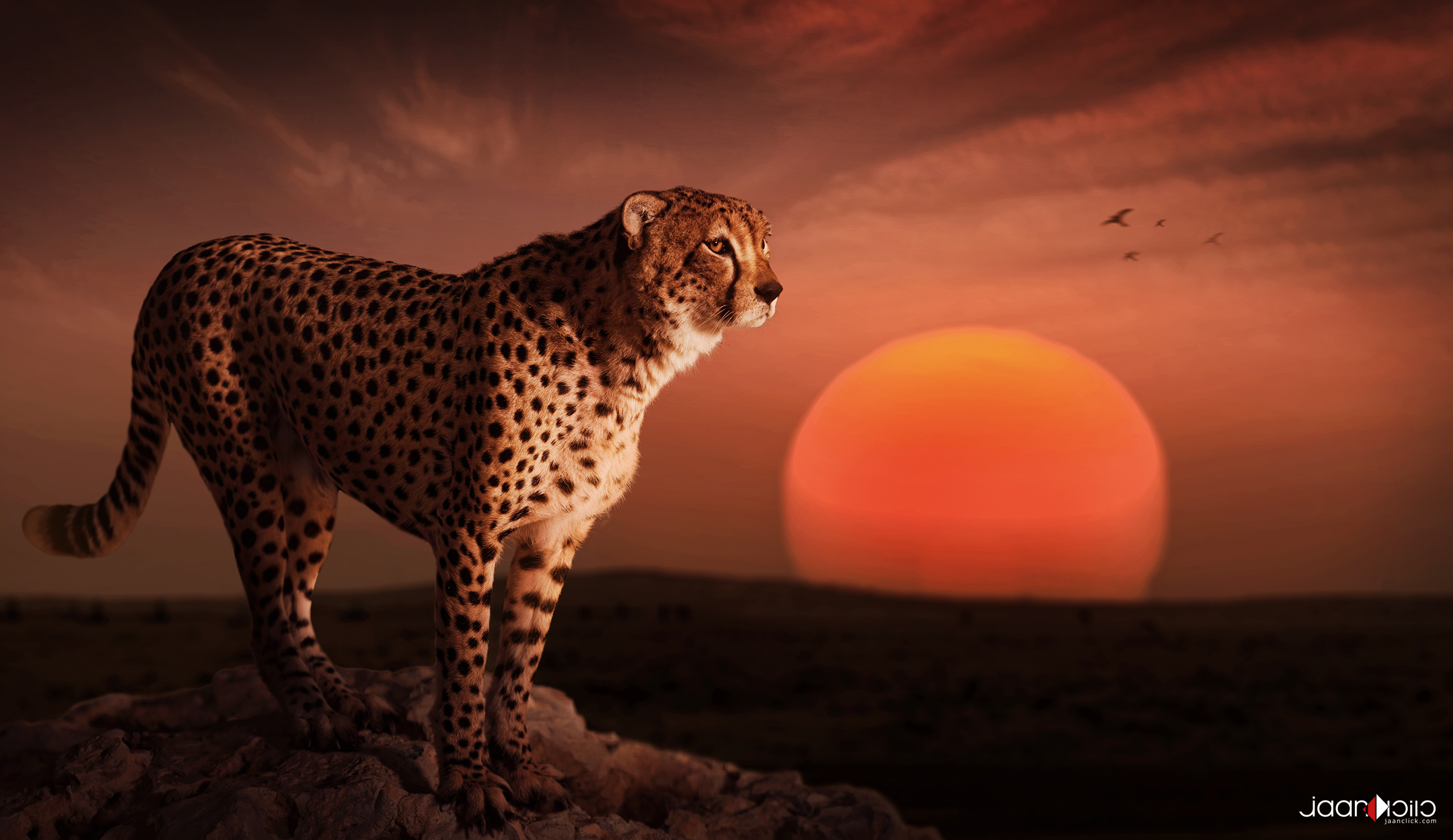 cheetah sunset.jpg