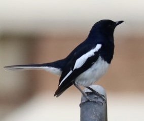 IMG_0606.jpeg