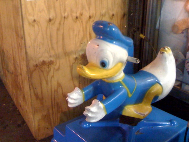 White Glove Duck Anas pedifollium