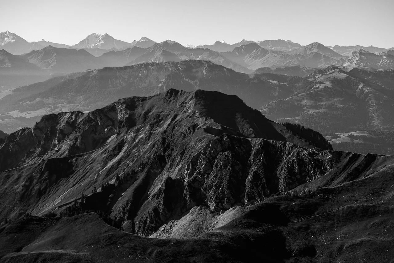 Simmental