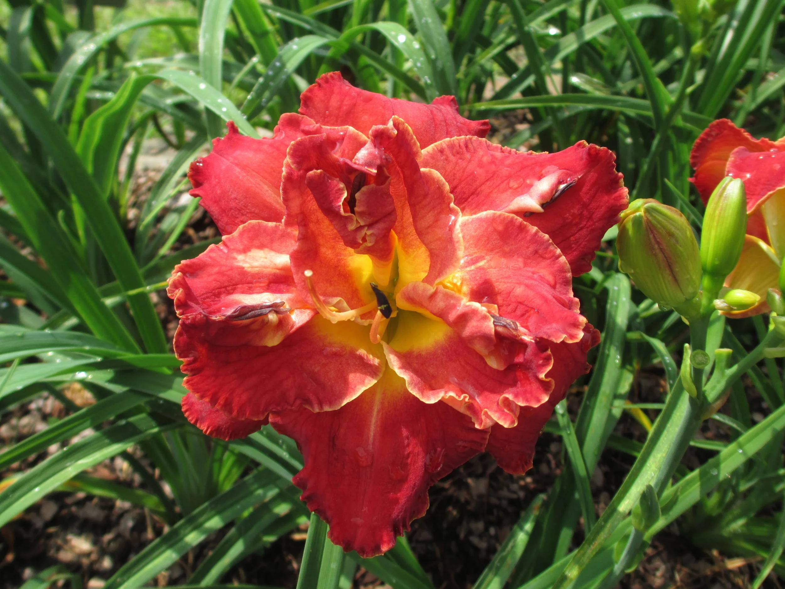 RED RAGTOP - BRUCE 2015 $20.00 df.