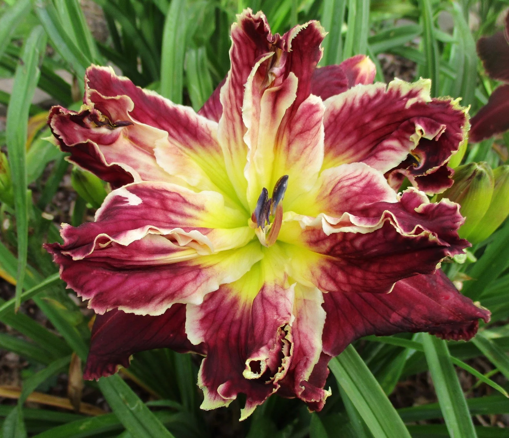 REBLOOM IMAGE