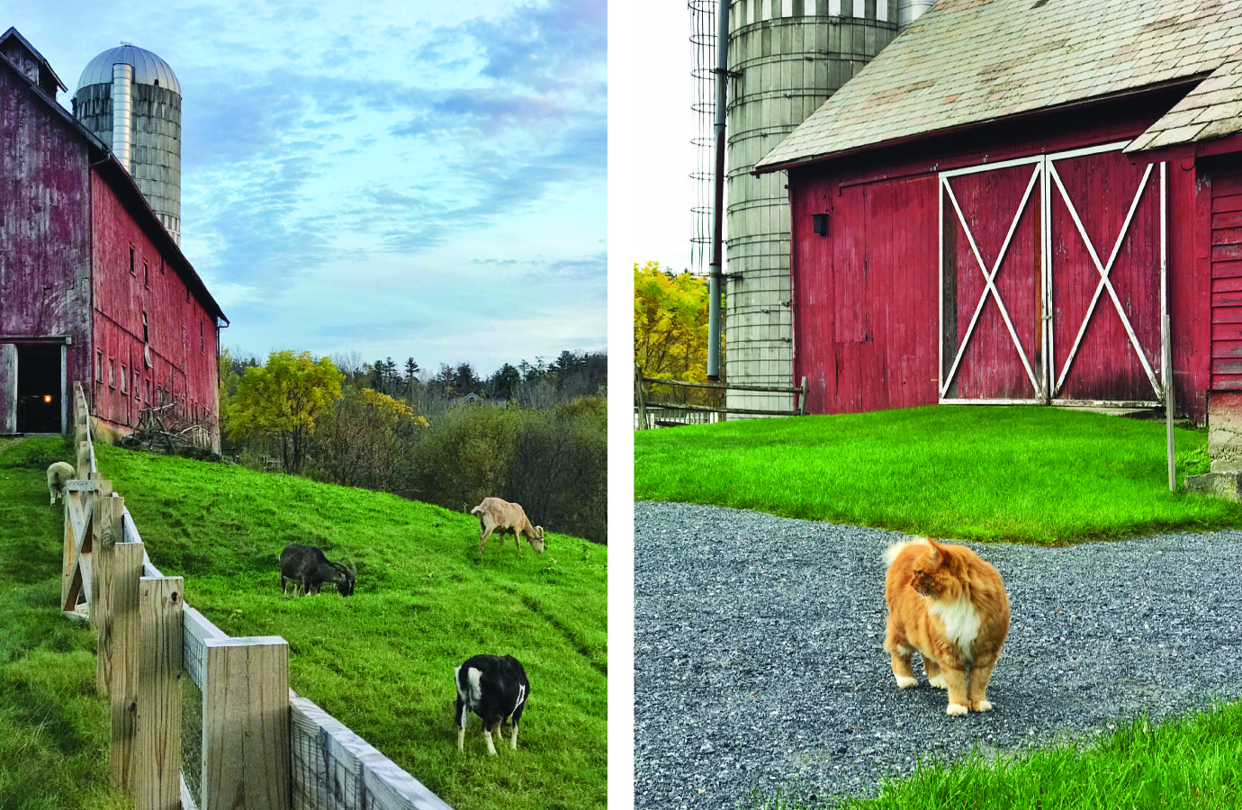 animals barn.jpg